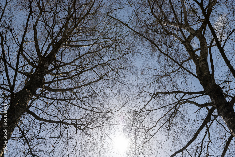 birch tree in sunny weather in early spring, birch tree birch tree in sunny weather in early spring, birch tree