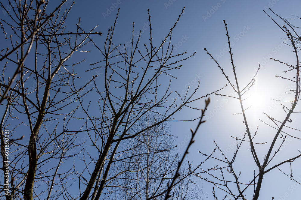 red oak tree in sunny weather in early spring red oak tree in sunny weather in early spring