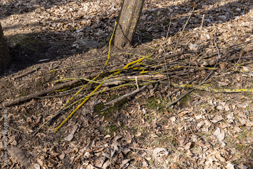 dry tree branches that can be used for ignition dry tree branches that can be used for ignition