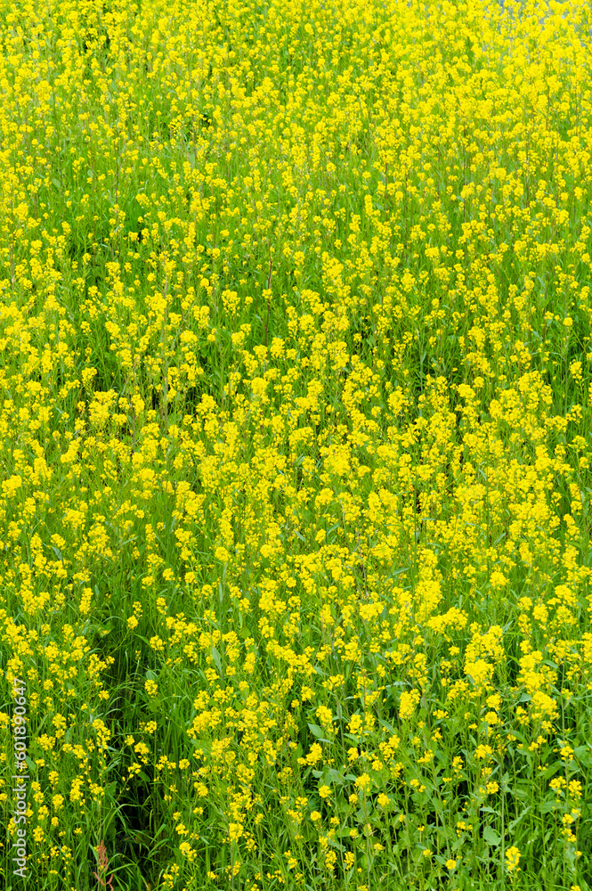 Obraz premium Beautiful yellow Rapeseed flowers blooming at Ryuganbuchi in Fuji City, Japan