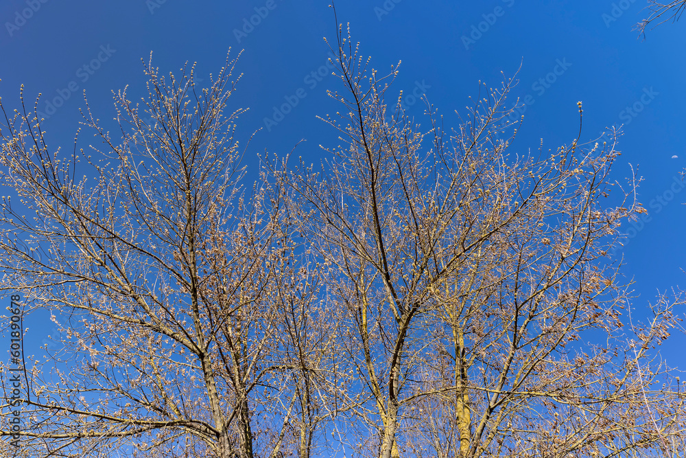 leafless birch trees in sunny weather in spring leafless birch trees in sunny weather in spring