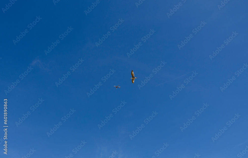 Aerial view of airplane and seagull flying in the blue sky on opposite directions. Blue sky background. Aerial view of airplane and seagull flying in the blue sky on opposite directions. Blue sky background.