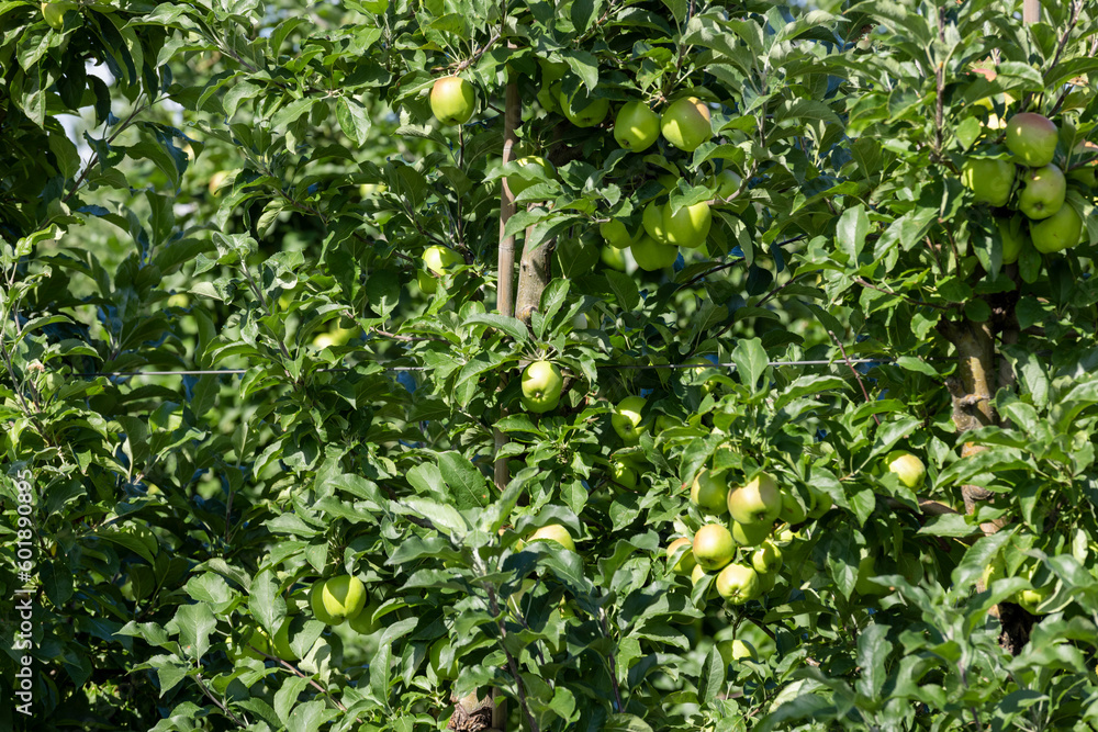 Apple orchard with an unripe harvest of green apples Apple orchard with an unripe harvest of green apples