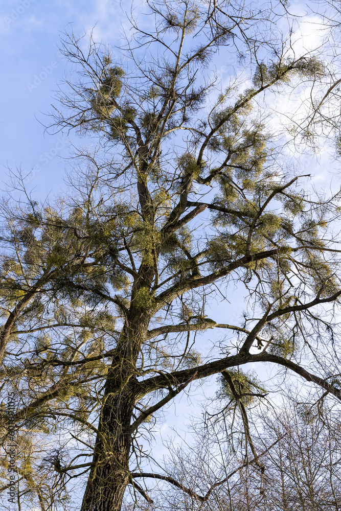 deciduous trees in winter during the day in sunny weather