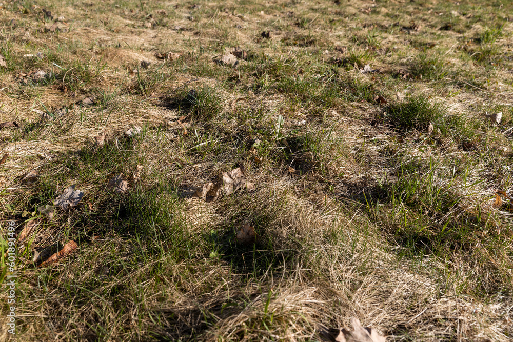 grass growing in early spring in windy weather