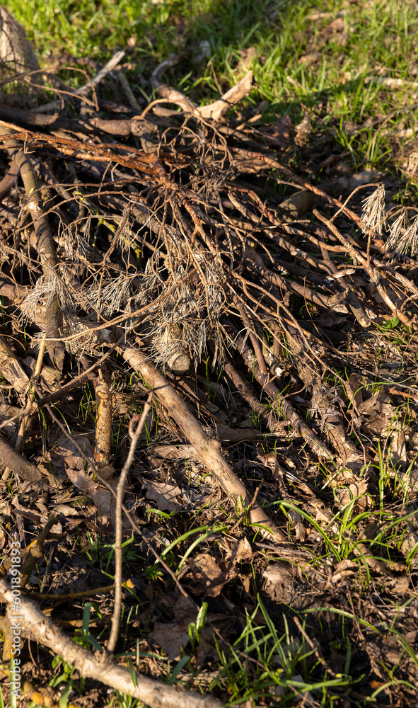 a pile of sawn wood after deforestation, harvesting of wood a pile of sawn wood after deforestation, harvesting of wood