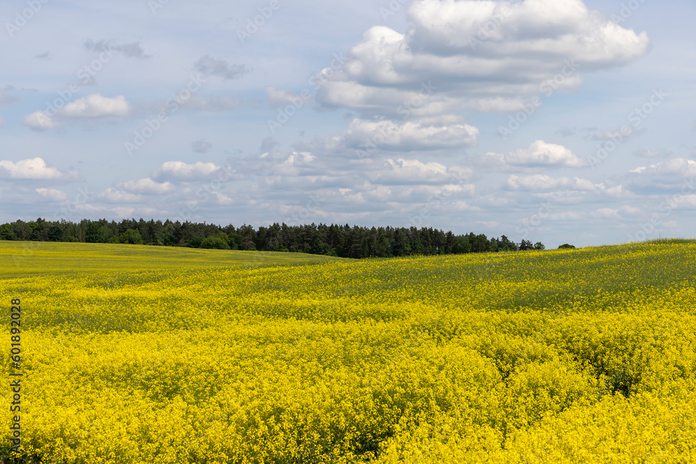 yellow rapeseed flowers during spring flowering