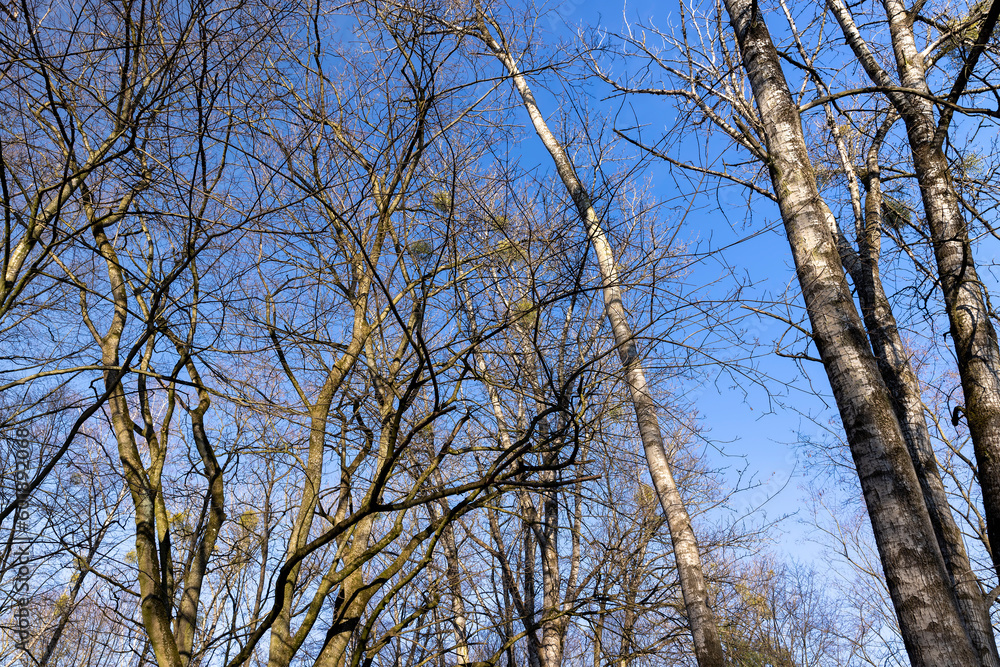Bare trees in early spring in sunny clear weather Bare trees in early spring in sunny clear weather