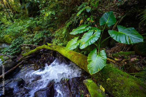 unique vegetation of gondwana rainforest in lamington national park near gold coast, queensland, australia photo