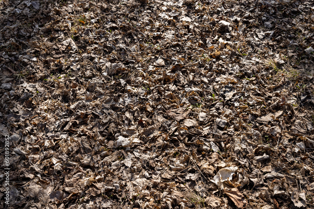 old leaves fallen in autumn on the ground in the spring season old leaves fallen in autumn on the ground in the spring season