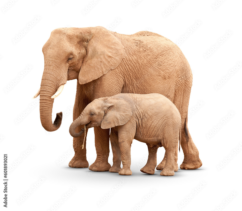 Fototapeta premium Transparent PNG Baby & Mother Elephant Isolated With Shadow