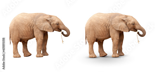 Transparent PNG Baby Elephant Isolated With & Without Shadow