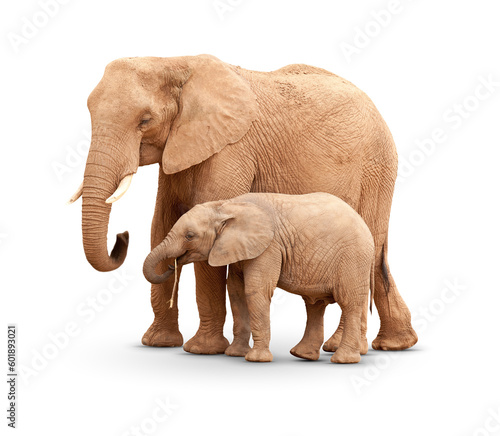 Transparent PNG Baby   Mother Elephant Isolated With Shadow