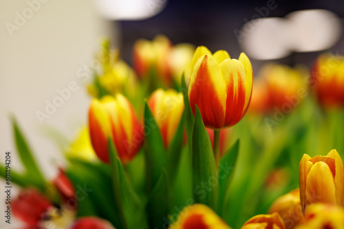 Fototapeta Naklejka Na Ścianę i Meble -  Close-up of a red-yellow tulip in the interior.