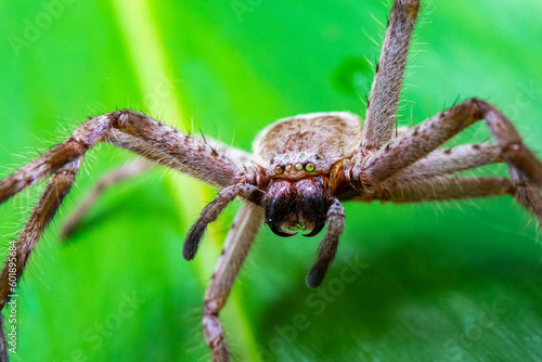 Close up on beautiful australian huntsman spider, wood spider, spotted on hike in rainforest, Sunshine Coast, Queensland, Australia. 