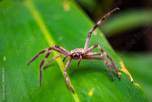 Close up on beautiful australian huntsman spider, wood spider, spotted on hike in rainforest, Sunshine Coast, Queensland, Australia. 