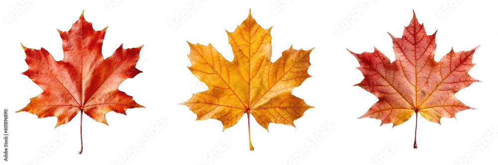 Maple Leaf Set Isolated on Transparent Background - Generative AI
Maple Leaf Set Isolated on Transparent Background - Generative AI