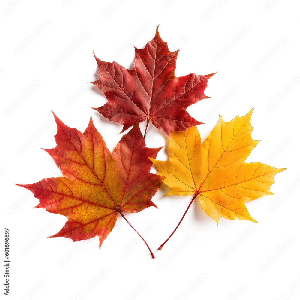 Maple Leaves Set Isolated on Transparent Background - Generative AI
Maple Leaves Set Isolated on Transparent Background - Generative AI