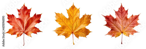 Wallpaper Mural Maple Leaf Set Isolated on Transparent Background - Generative AI
 Torontodigital.ca