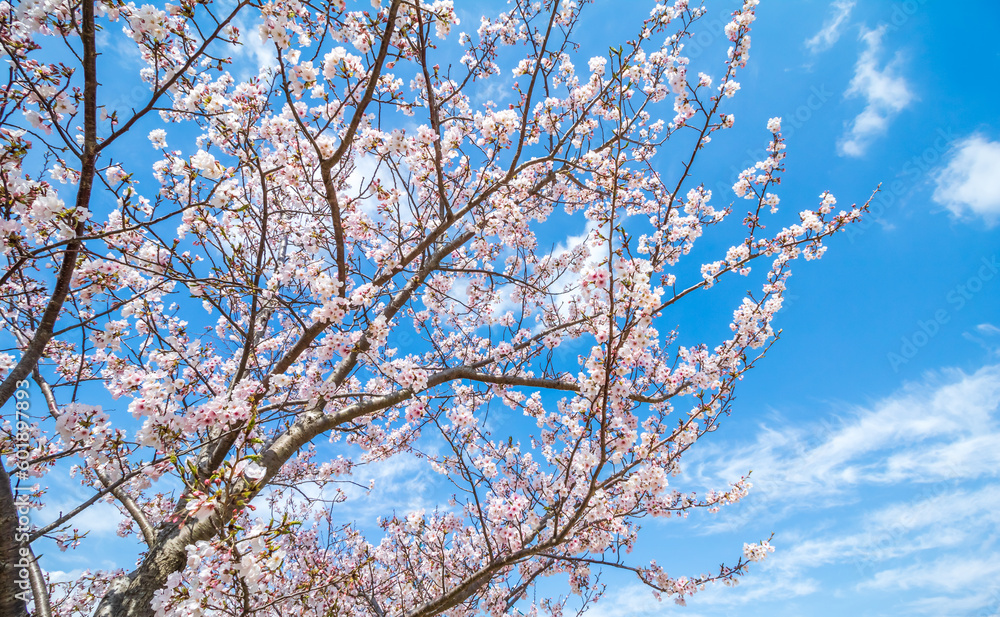 桜の花　陽春のあたたかなイメージ