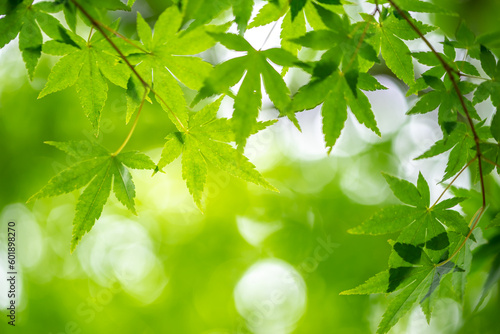 緑のもみじと木漏れ日　初夏のイメージ