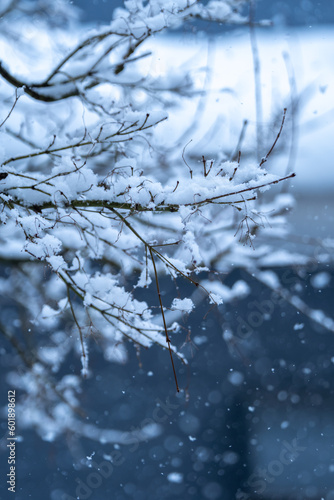 枝の上の積雪 冬の寒いイメージ