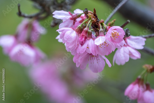 桜の花 陽春のあたたかなイメージ