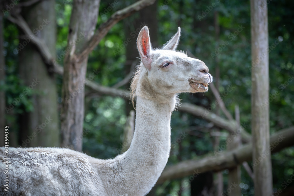 Obraz premium リャマのポートレート