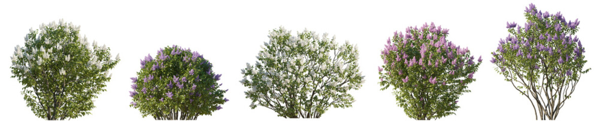 Lilac Syringa vulgaris purple and white bloom bush Yankee Doodle Belle de Nancy springtime shrub isolated png on a transparent background premium cutout 