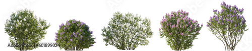 Set of lilac Syringa vulgaris purple and white bloom bush Yankee Doodle Belle de Nancy springtime shrub isolated png on a transparent background perfectly cutout 
