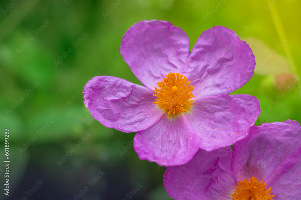 Pink rock-rose or hoary rock-rose wild flower isolated on green background. Cistus creticus .