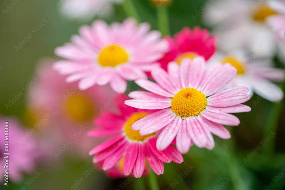 マーガレットの花　春のイメージ