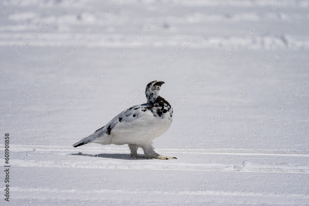 Male Rock Ptarmigan on snow white background. Male Rock Ptarmigan on snow white background.