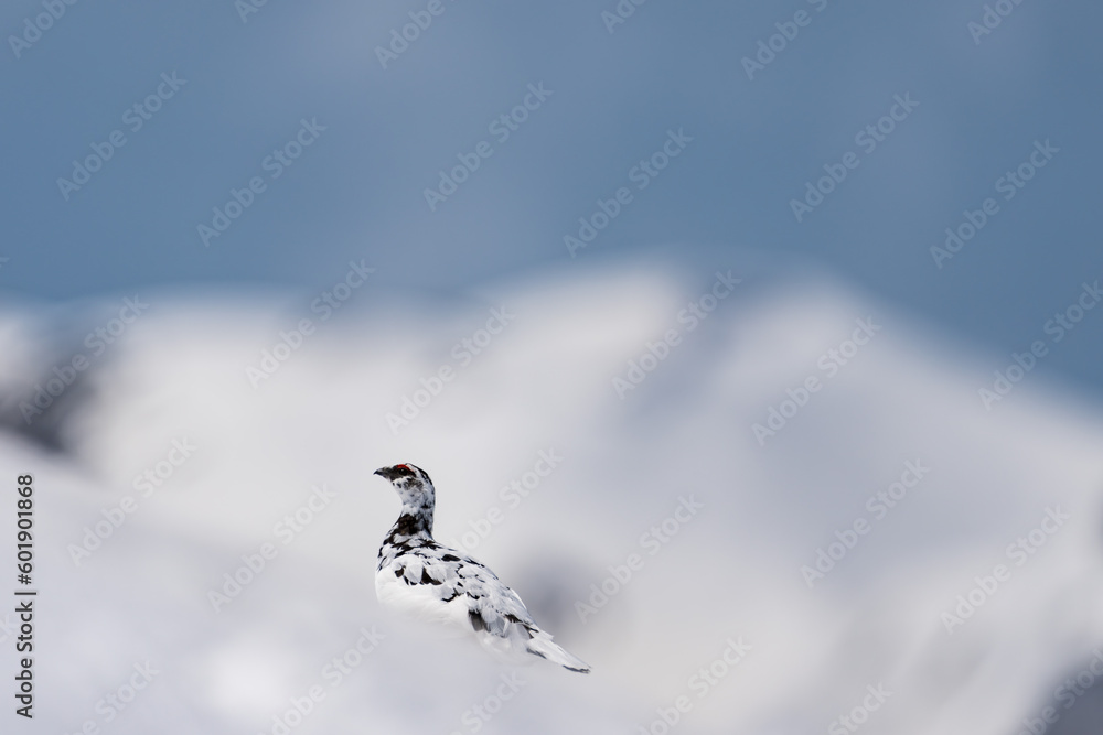 Male Rock Ptarmigan on Snow mountain background.