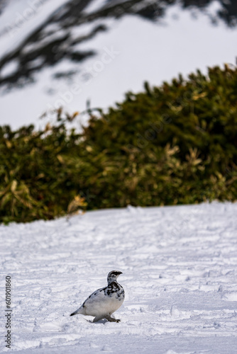 Male Rock Ptarmigan walking on snow ground.