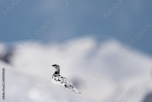 Obraz na płótnie Male Rock Ptarmigan on Snow mountain background. w salonie