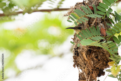 Purple Sunbird in the bird's nest. Beautiful bird in the nature forest.Wildlife concept.