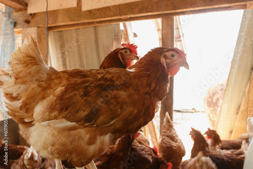 Full body of brown young, standing hens used for farm animals.