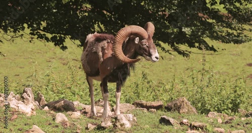 European mouflon goat standing on pasture photo