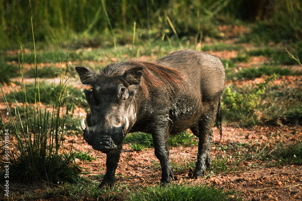 Warthog of Uganda Warthog of Uganda