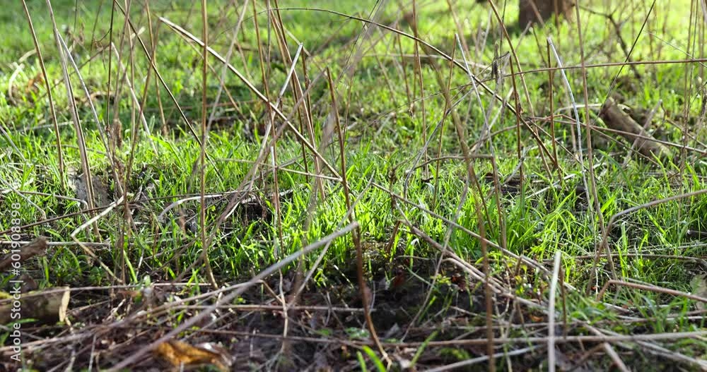sunny green grass and small yellow flowers in the forest, fresh grass and flowers in the spring season in the forest sunny green grass and small yellow flowers in the forest, fresh grass and flowers in the spring season in the forest