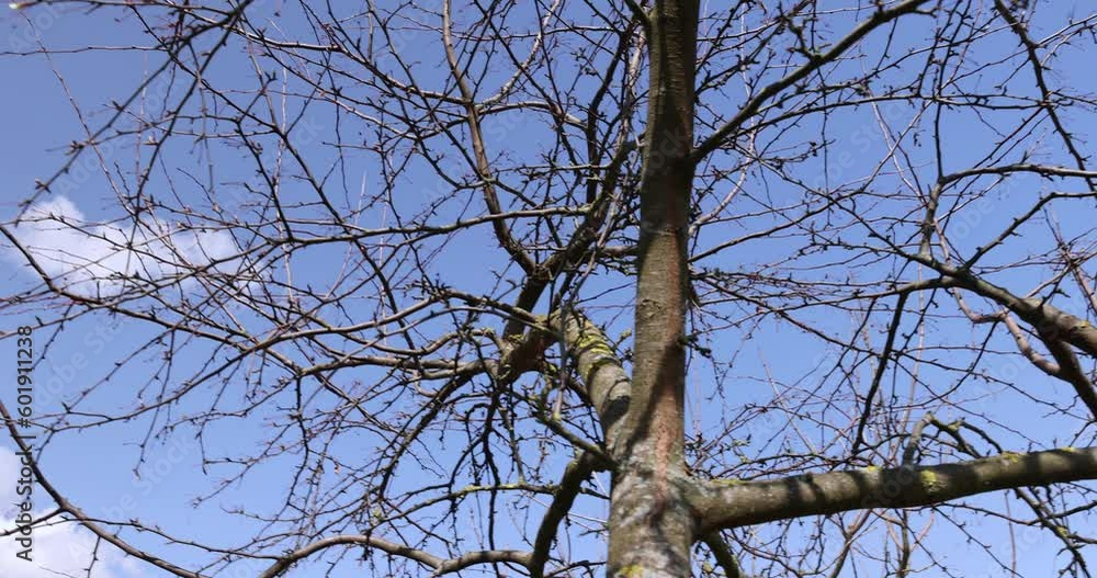 apple tree in sunny weather in early spring, young fruit tree apple tree without foliage in early spring apple tree in sunny weather in early spring, young fruit tree apple tree without foliage in early spring