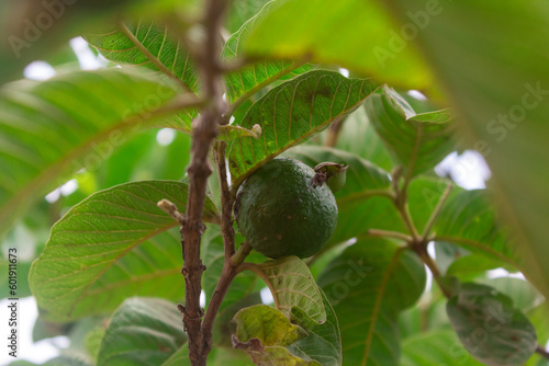 Fresh Young Guava Fruit Hanging on the tree, Green Guava,