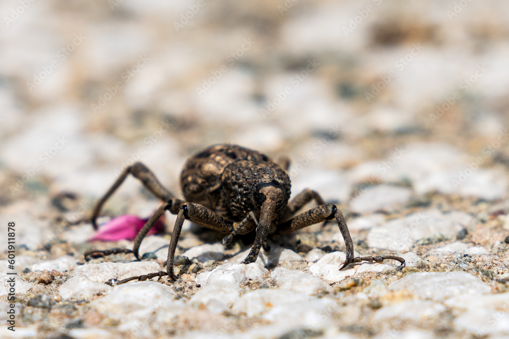 Close up image of Weevil.