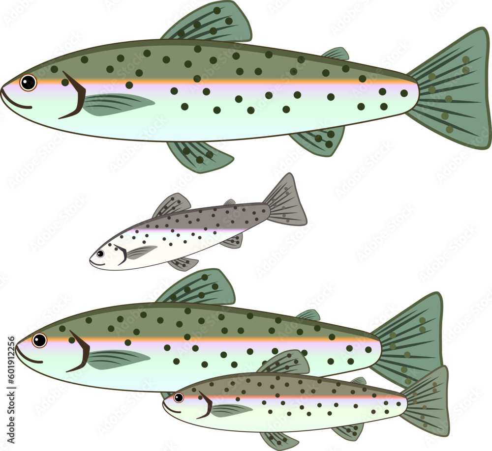 Obraz premium かわいいニジマスのイラスト