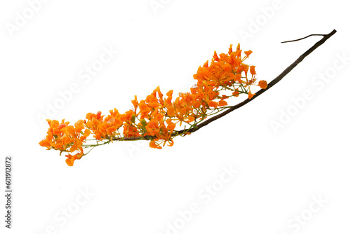Isolated image of a Delonix flower. yellow regia on transparent background png file