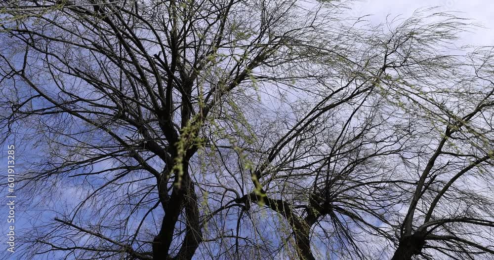 Bare trees in sunny spring weather, bare deciduous trees without foliage on a bright sunny day in spring Bare trees in sunny spring weather, bare deciduous trees without foliage on a bright sunny day in spring