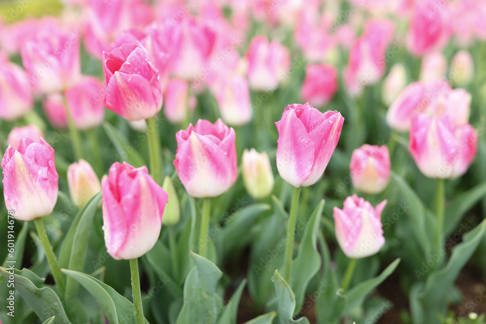 Gentle pink tulip flowers bloom on large flowerbed in garden Gentle pink tulip flowers bloom on large flowerbed in garden
