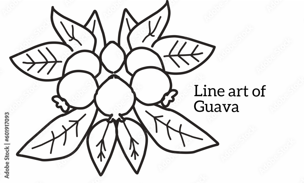 Line art of guava fruit with leaves with isolated white background Line art of guava fruit with leaves with isolated white background