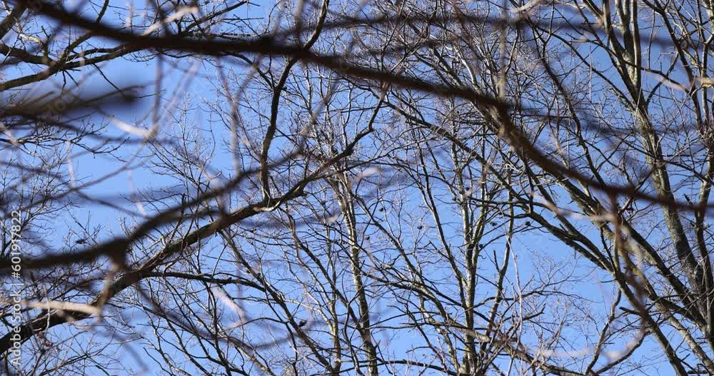 leafless trees in sunny weather in spring, tree branches without foliage in early spring leafless trees in sunny weather in spring, tree branches without foliage in early spring